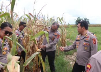 Polda Kalbar Tinjau Persiapan Panen Raya Jagung Sinergi TNI AU Akan Dihadiri Presiden RI