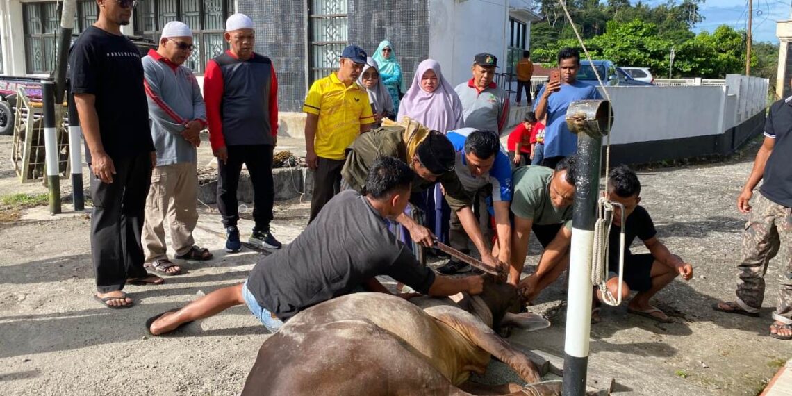 Bagian Dari Ibadah Idul Adha Kemenag  Padang Pariaman Sembelih 7 Ekor Sapi