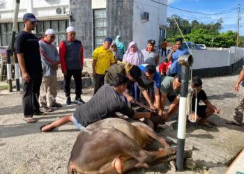 Bagian Dari Ibadah Idul Adha Kemenag  Padang Pariaman Sembelih 7 Ekor Sapi