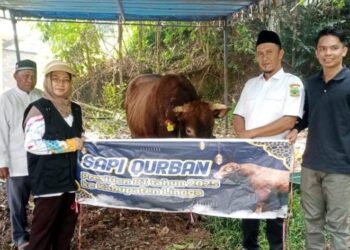 Presiden RI Peduli Rakyat Salurkan Bantuan Sapi Qurban Untuk Masyarakat Desa Duara