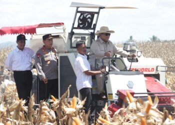 Presiden Prabowo Hadiri Panen Jagung di Kalbar. Upaya Target Swasembada Pangan Tercapai