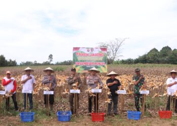 Kapolres Bengkayang Pimpin Panen Jagung, Program Ketahanan Pangan Bidpropam